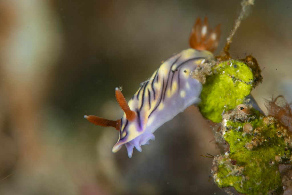 nudibranche
